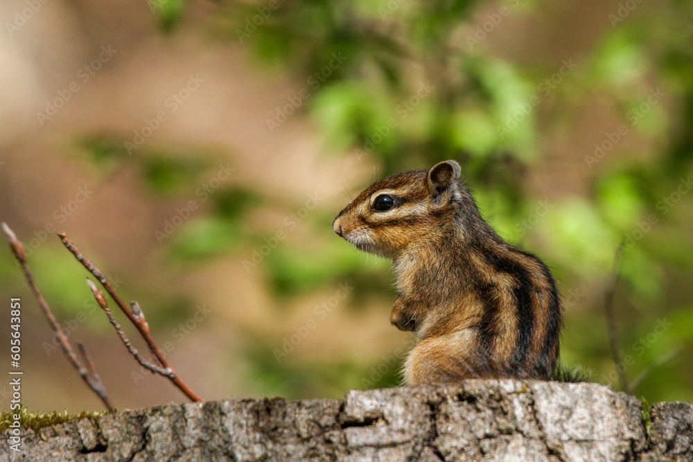 Closeup shot of a lovely and cute chipmunk Closeup shot of a lovely and cute chipmunk