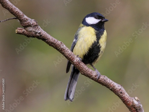 Closeup shot of a cute great tit perched on a branch © Woodhicker_shots1/Wirestock Creators