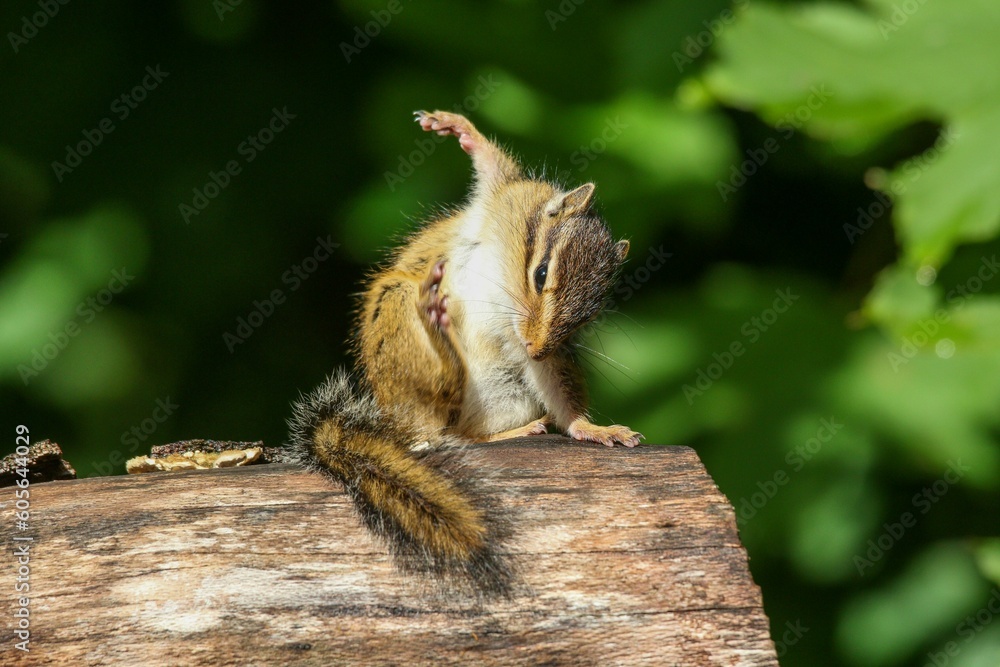 Closeup shot of a lovely and cute chipmunk Closeup shot of a lovely and cute chipmunk