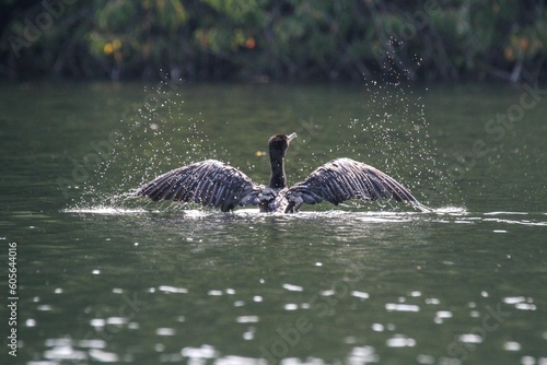 View of the Little Black Cormorant with opened wings in the lake photo