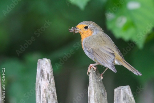 Closeup shot of a woodland robin with a bug in its beak on a perch
