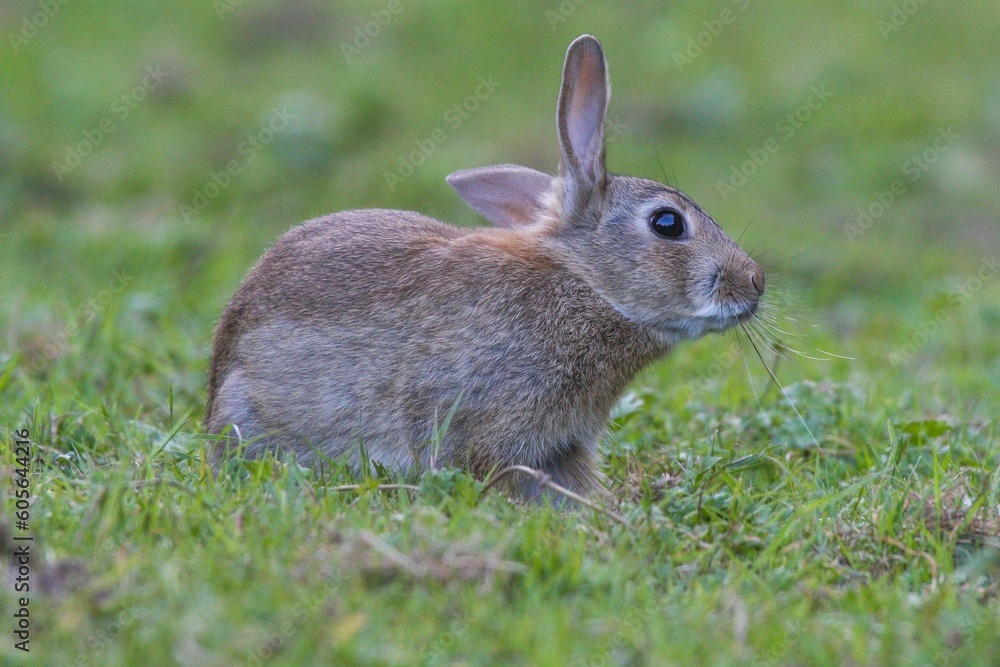 Closeup shot of a rabbit sitting on grass against blur background Closeup shot of a rabbit sitting on grass against blur background