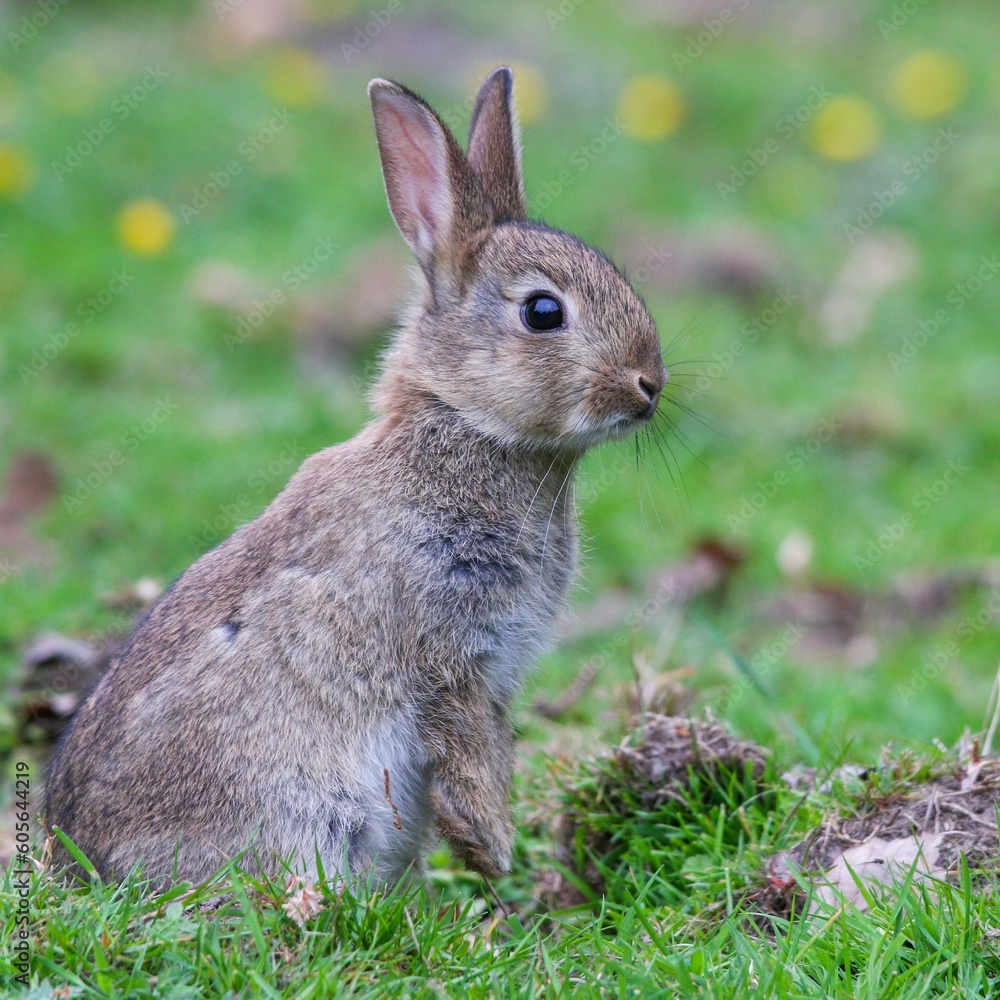 Fototapeta premium Closeup shot of a rabbit sitting on grass against blur background