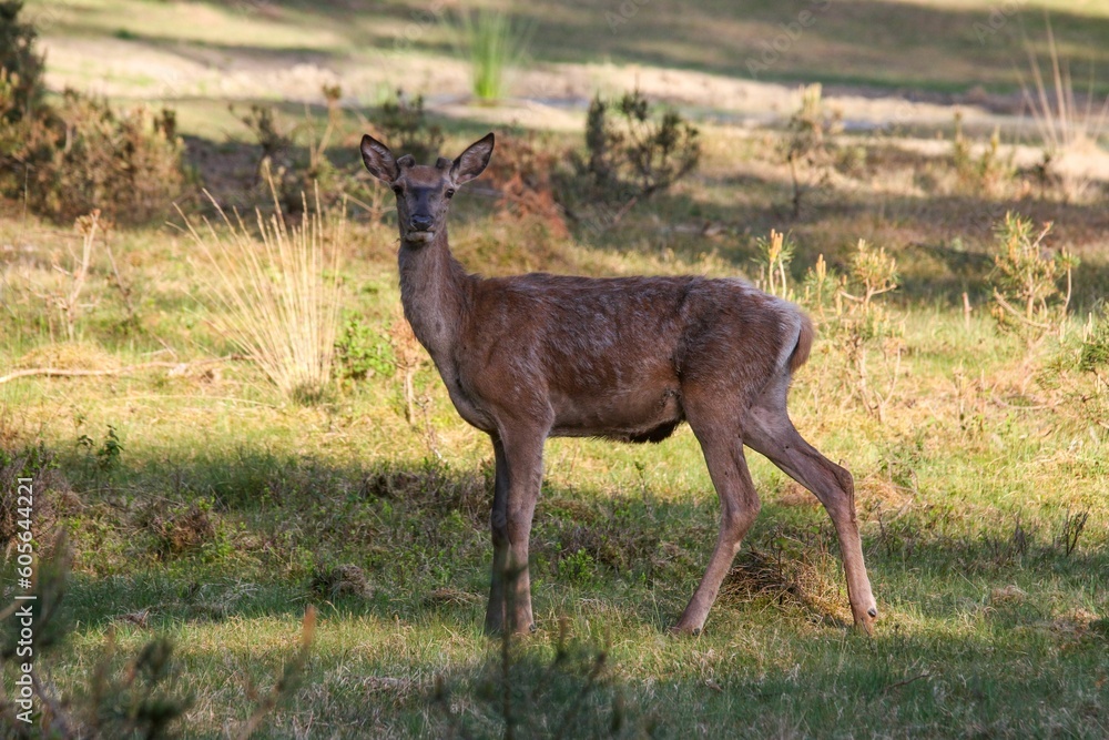 Deer standing alone on grass and looking to its side Deer standing alone on grass and looking to its side