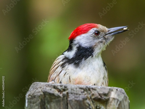 Closeup of small bird eating seed on tree stump against blur background
