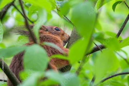 Closeup shot of a squirrel sitting behind green leaves