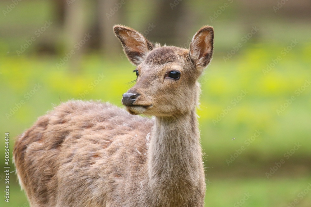 Closeup of an adorable deer in a forest