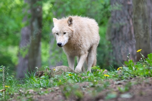 Majestic Arctic wolf in an evergreen forest