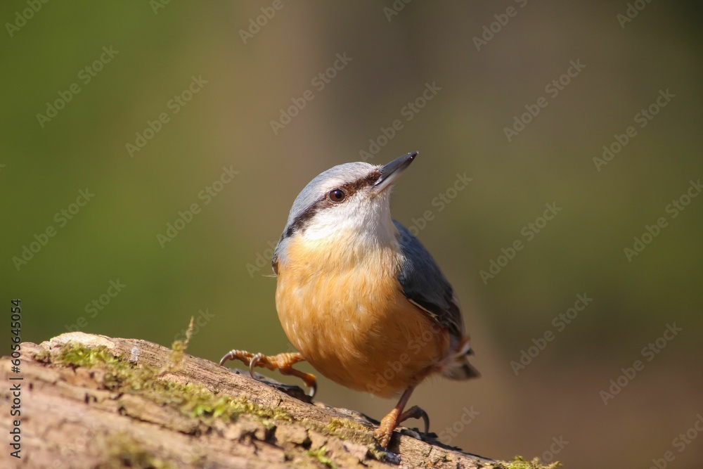 Closeup of a beautiful Kashmir nuthatch in a forest with blurred background Closeup of a beautiful Kashmir nuthatch in a forest with blurred background