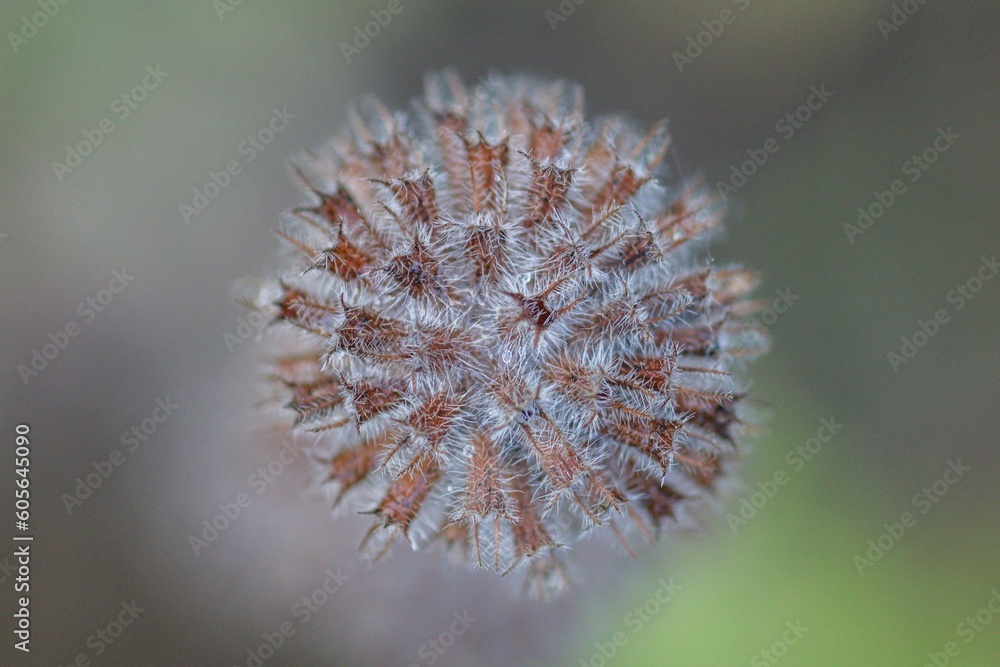 Fototapeta premium Macro shot of a wild basil head