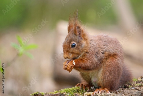 Closeup of a beautiful squirrel eating in a forest on a blurred background