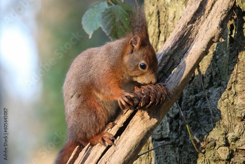 Closeup of a red squirrel holding a pinecone © Woodhicker_shots1/Wirestock Creators