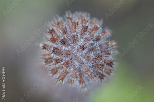 Macro shot of a wild basil head