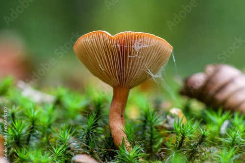 Macro shot of a brown Birch milkcap fungus and moss against the isolated background