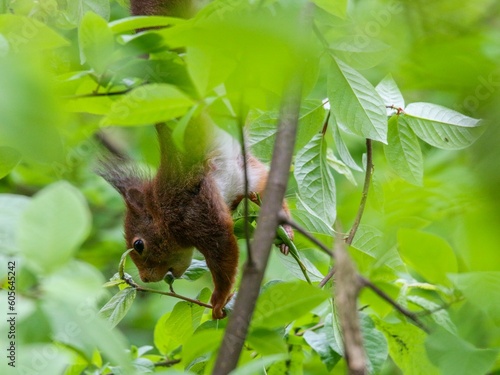Closeup shot of a Red squirrel hanging from the branches of a tree in a forest