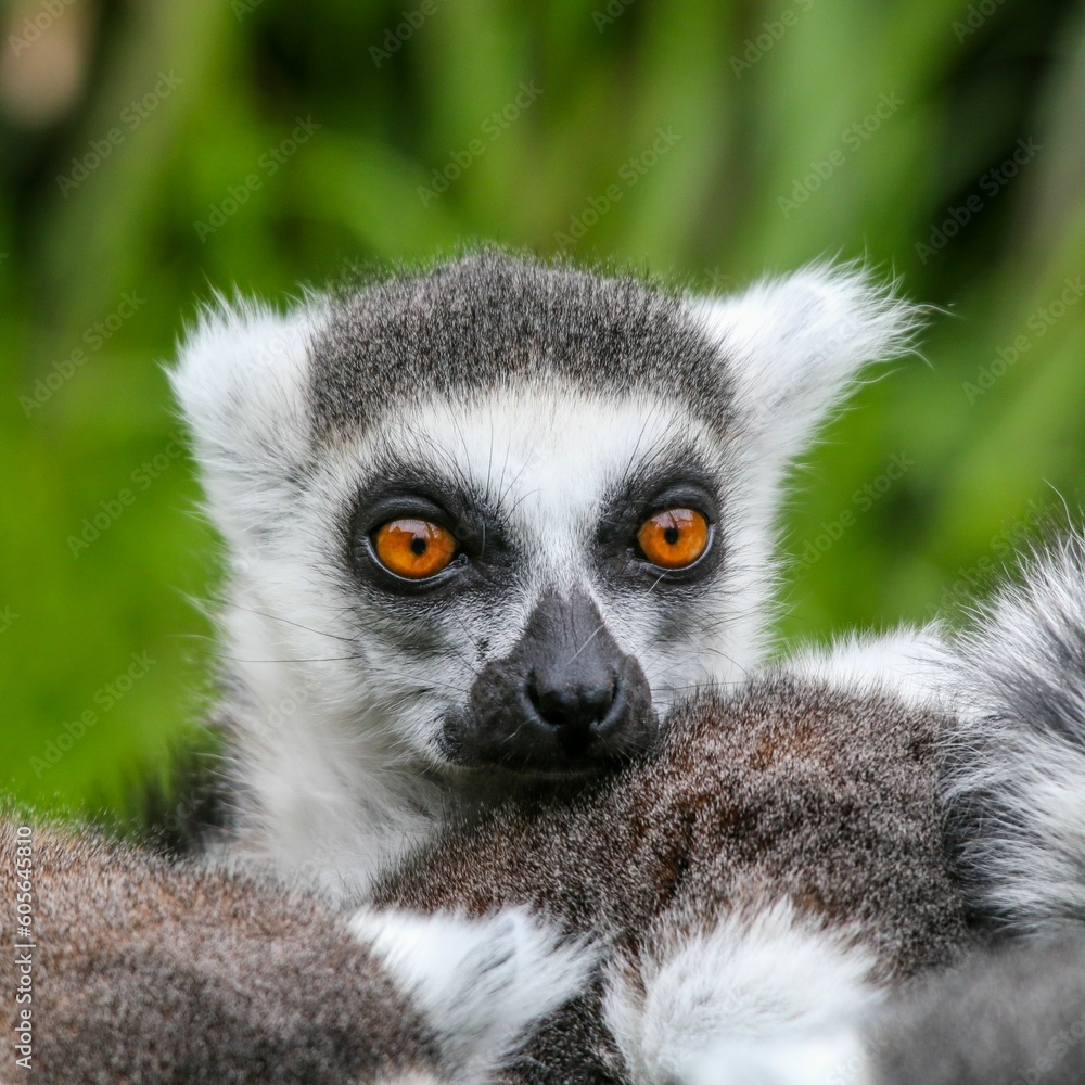 Obraz premium Closeup of a beautiful lemur at the zoo on a blurred background