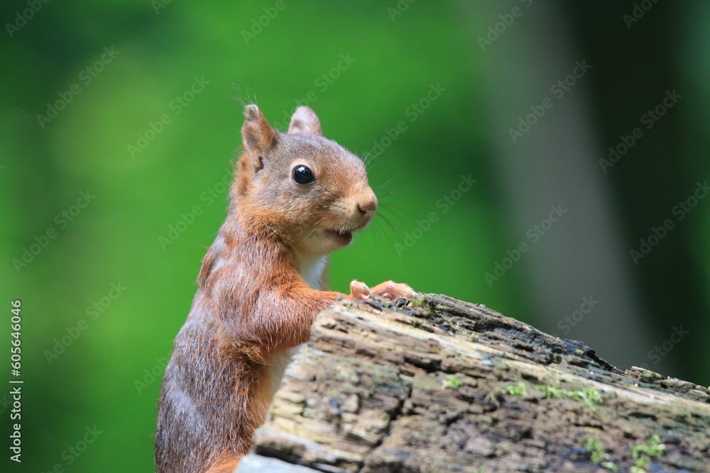 Closeup of a cute squirrel on a wood with blurred background Closeup of a cute squirrel on a wood with blurred background