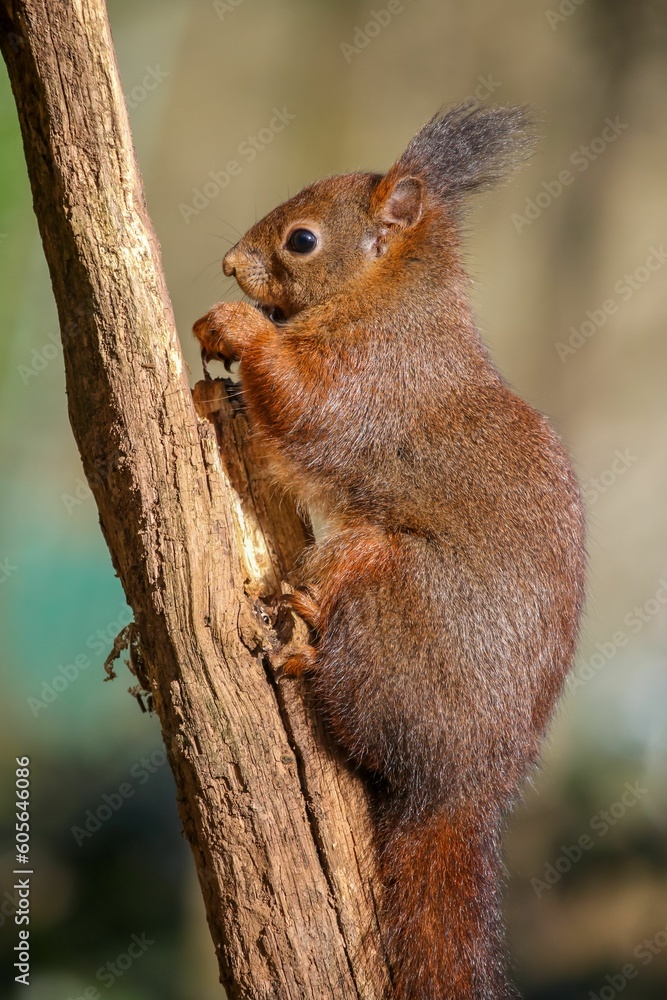 Obraz premium Brown squirrel climbing on the tree