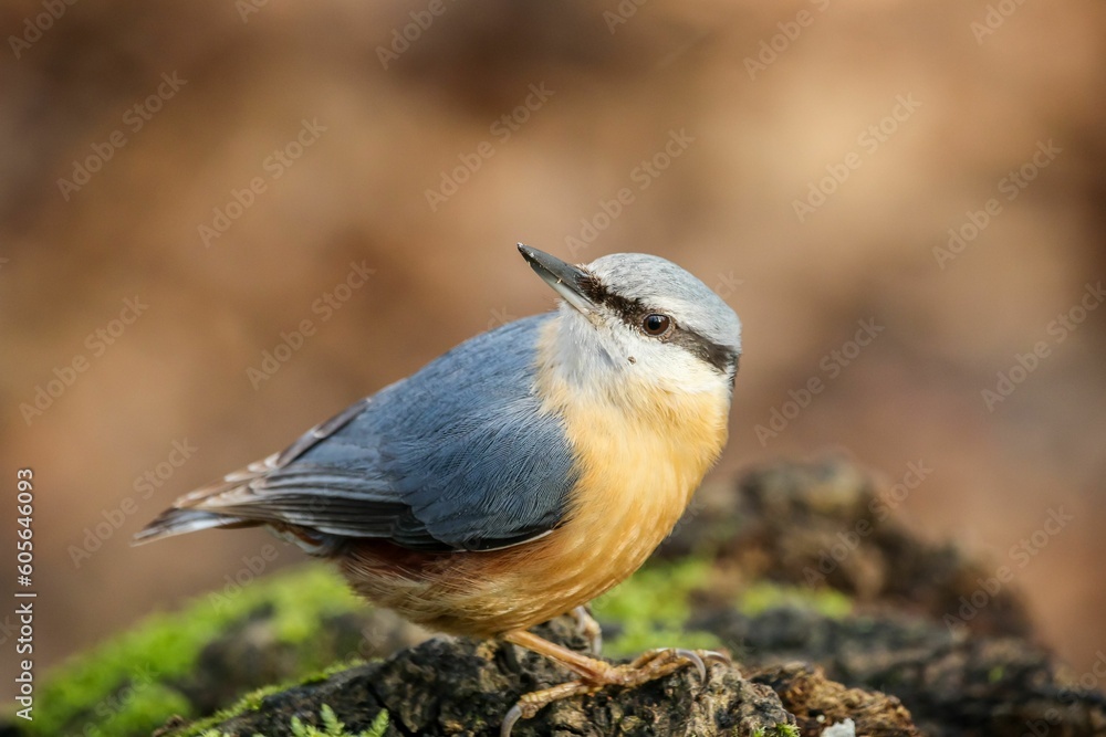 Naklejka premium Blue tilt perching on a wood with blurred background