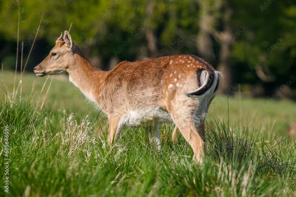 Fototapeta premium Deer grazing in the meadow