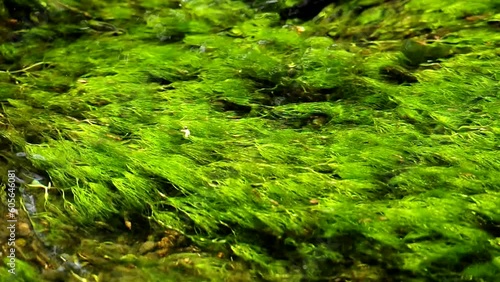 綺麗な水の流れ