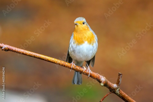 Closeup shot of a European robin perching on a tree branch against a blurred background