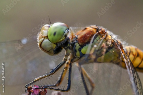 Macro shot of a dragonfly © Woodhicker_shots1/Wirestock Creators