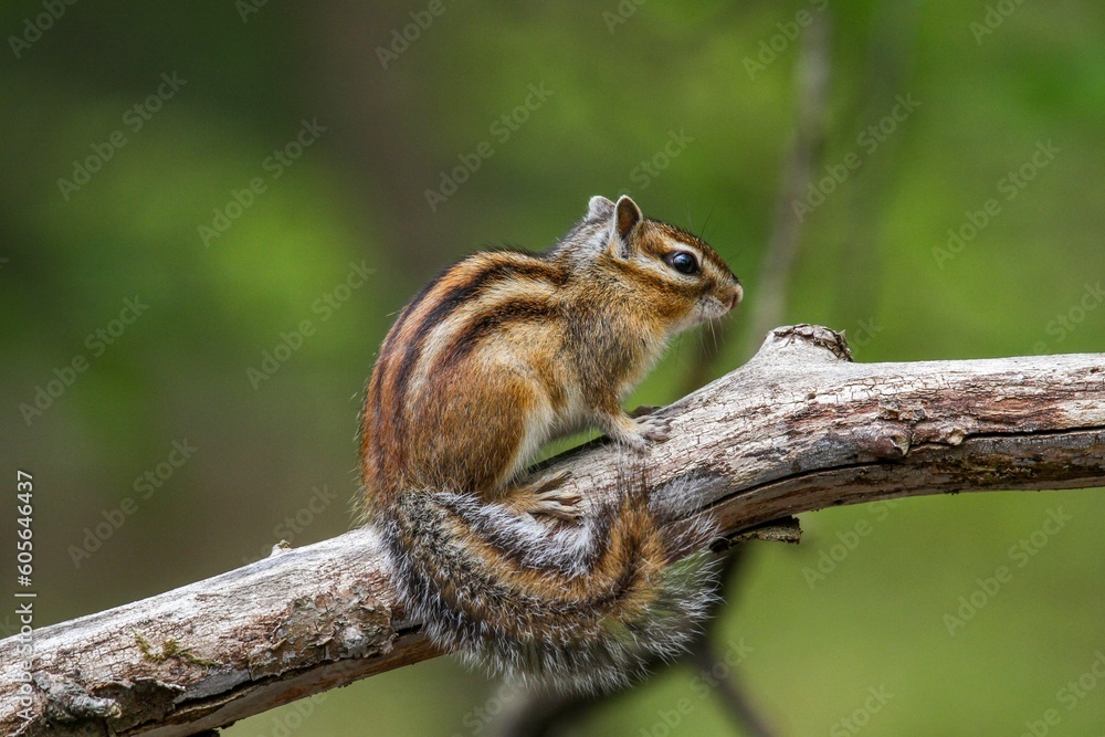 Closeup of a Siberian chipmunk (Eutamias sibiricus) on a branch against blurred background Closeup of a Siberian chipmunk (Eutamias sibiricus) on a branch against blurred background