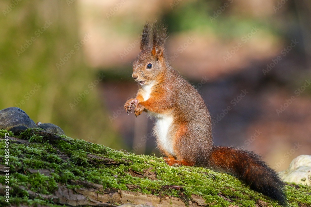 Selective focus of the red squirrel (Sciurus vulgaris) perched on the branch on a blurry background