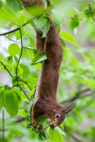 Brown squirrel hanging from tree