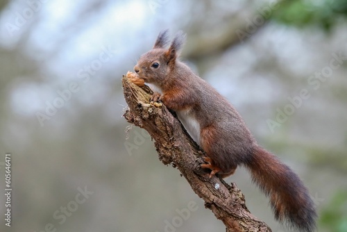 Selective focus of the red squirrel (Sciurus vulgaris) perched on the branch on a blurry background