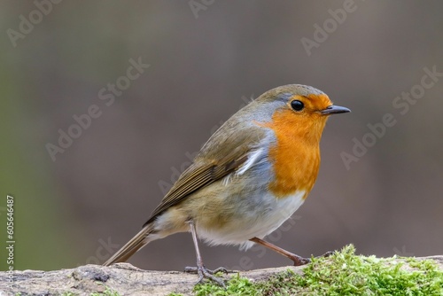 Closeup of the cute European robin (Erithacus rubecula) on a wooden surface with a blurry background