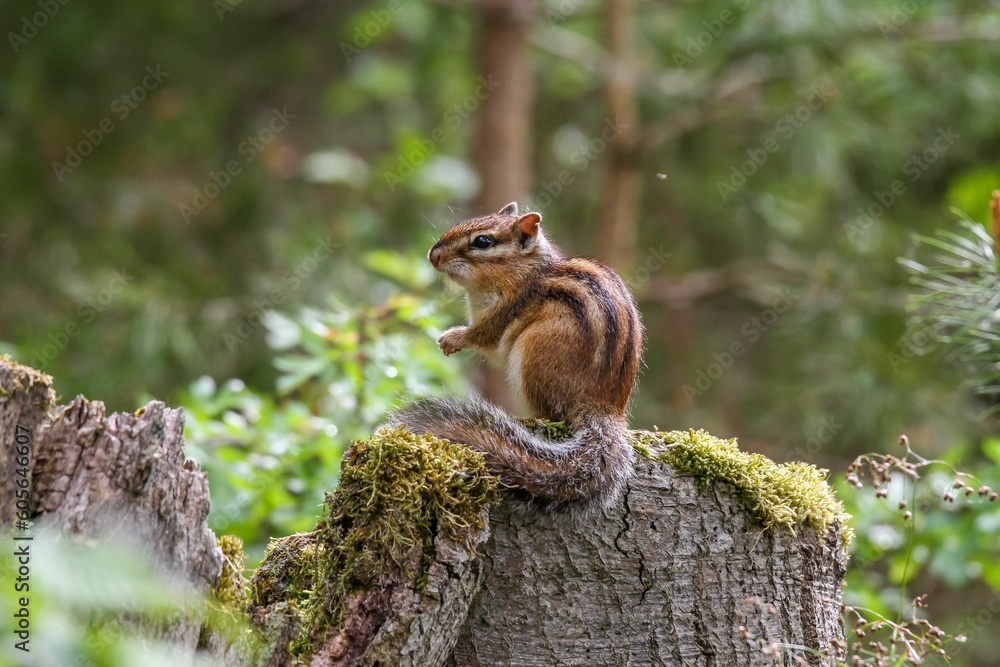 Obraz premium Cute Siberian chipmunk standing on the cut trunk of a tree