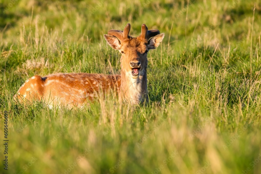 Female European fallow deer lying on the grass Female European fallow deer lying on the grass
