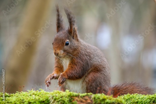 Closeup of a cute Red squirrel standing on the mossy surface