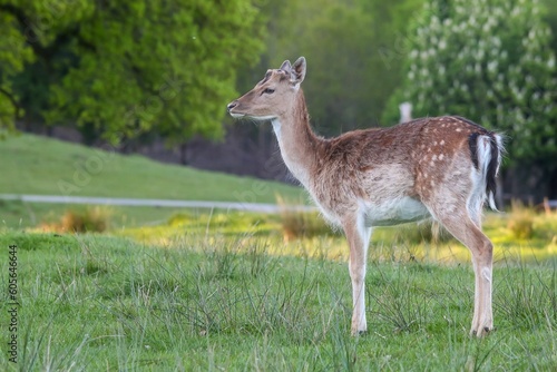 Female European fallow deer standing in the field
