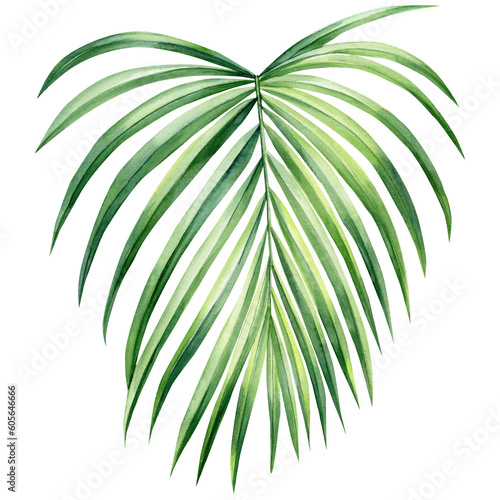 Hand drawn Palm leaves  tropical green plant on isolated white background  Watercolor botanical illustration.