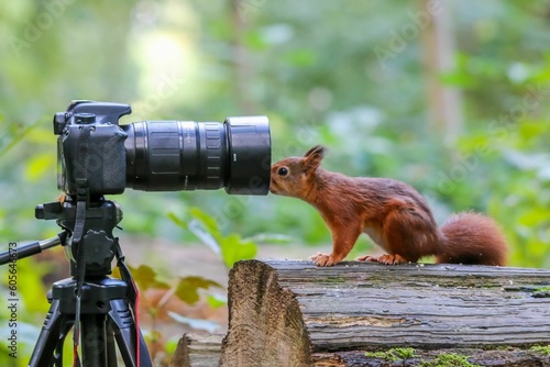 Closeup of a common squirrel (Sciurus vulgaris) near a camera in a forest against blurred background photo