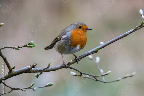 Closeup shot of the European robin perched on the tree branch