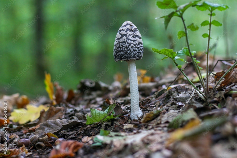 Closeup shot of a thin small fungus on a forest floor Closeup shot of a thin small fungus on a forest floor