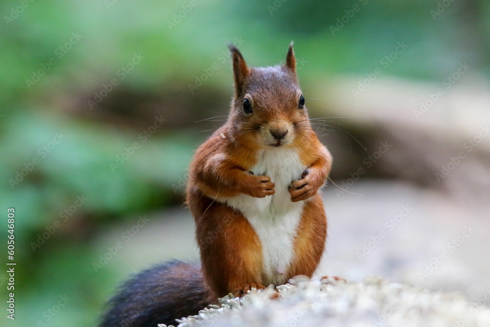 Selective focus shot of an adorable red squirrel Selective focus shot of an adorable red squirrel
