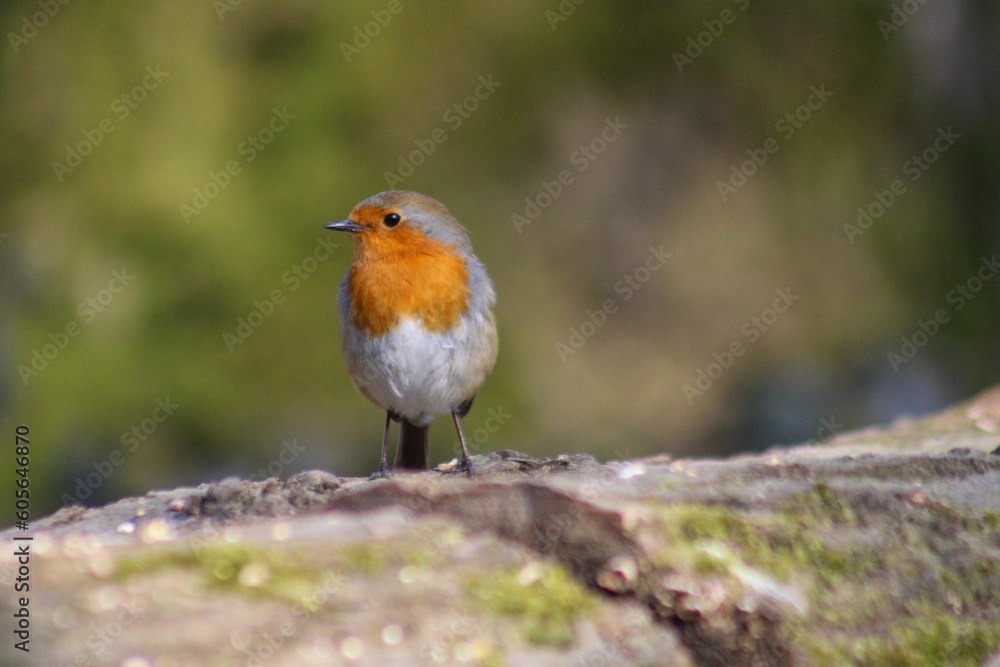 Closeup of a robin (Erithacus rubecula) on a tree trunk against blurred background Closeup of a robin (Erithacus rubecula) on a tree trunk against blurred background