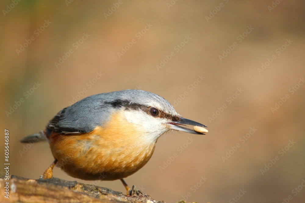 Naklejka premium Closeup of a common nuthatch (Sitta europaea) on a wood against blurred background