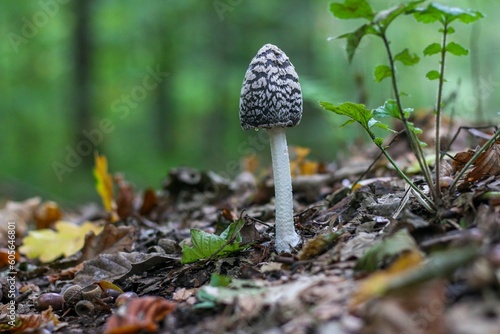 Closeup shot of a thin small fungus on a forest floor