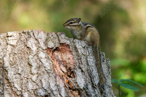 Closeup shot of an adorable chipmunk on a wooden stump