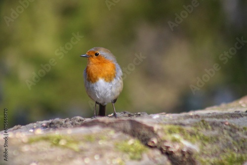 Closeup of a robin (Erithacus rubecula) on a tree trunk against blurred background