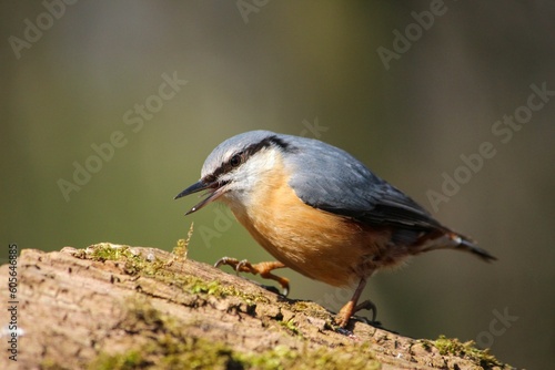 Closeup of a common nuthatch (Sitta europaea) on a wood against blurred background