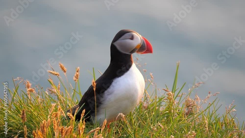 Atlantic Puffins enjoy a beautiful spring sunset on the Langanes Peninsula in North Iceland sitting on green grass
