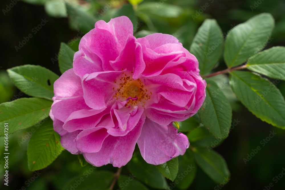 Closeup shot of a blooming pink wild rose Closeup shot of a blooming pink wild rose