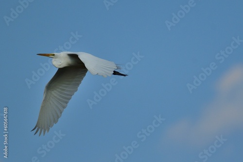 White egret flying in the air in a blue sky background in daylight